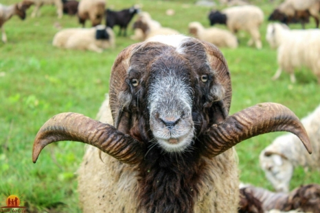 Sheep farming in Mugu